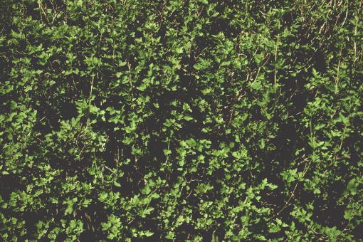 Free Stock Photo of Organic Green Leaves Texture