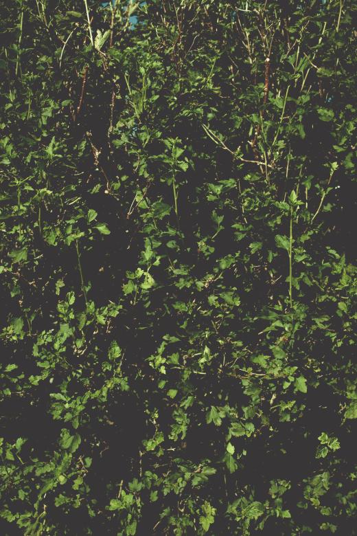 Free stock image of Dark Leaves Texture created by Free Texture Friday