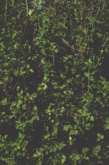 Free Stock Photo of Dark Leaves Texture