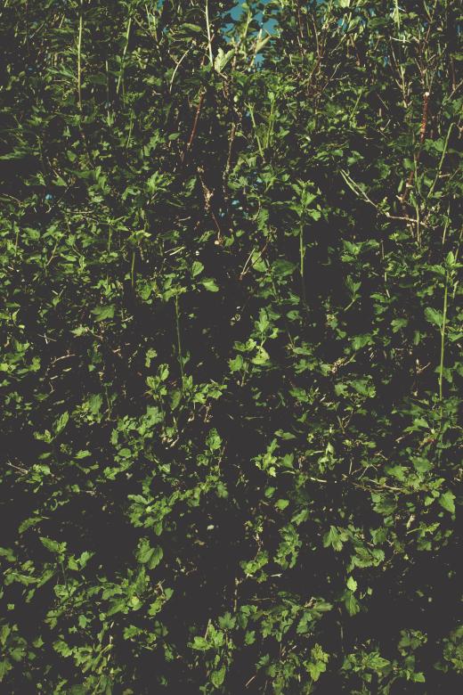 Free stock image of Dark Green Leaves Texture created by Free Texture Friday