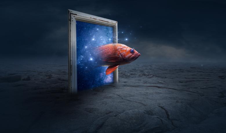 Free stock image of Fish Coming Through Frame - Fantasy created by selim çatak