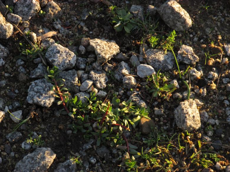 Free stock image of Rocks on the Footpath created by Michiru Maeda