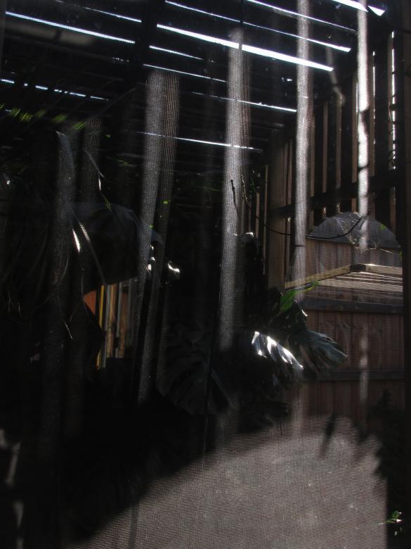 Free stock image of Greenhouse roof shadow created by Michiru Maeda