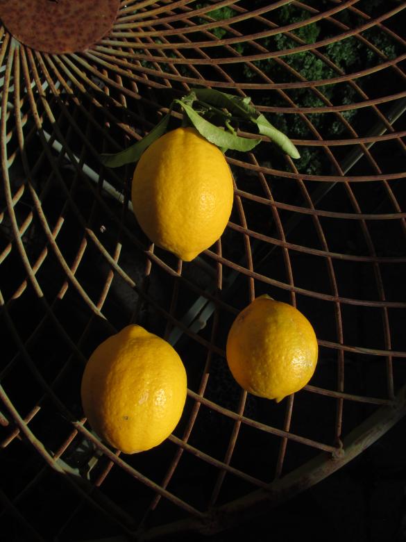 Free stock image of Three lemons on a mesh table created by Michiru Maeda