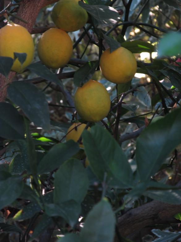 Free stock image of Lemons hanging from a tree created by Michiru Maeda