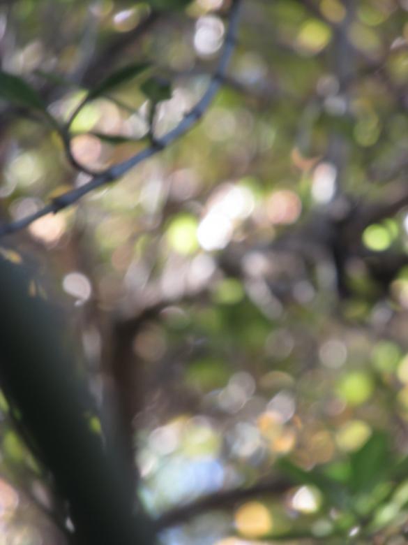 Free stock image of Defocused garden background created by Michiru Maeda
