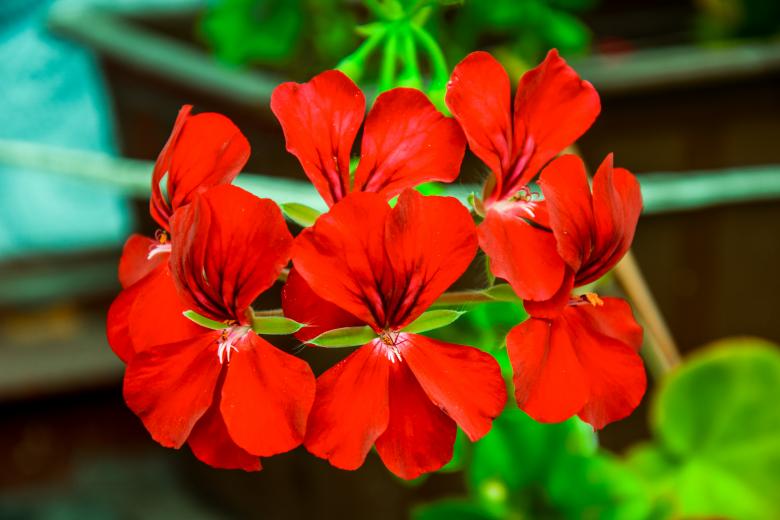Free stock image of Red Pelargonium Graveolens created by Krzysztof Bubel