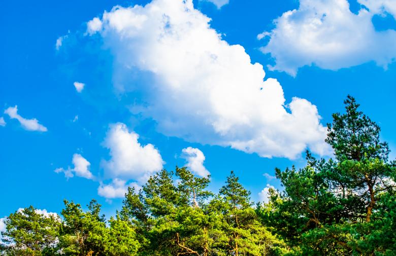 Free stock image of Green branches of a pine trees against the blue sky created by Krzysztof Bubel