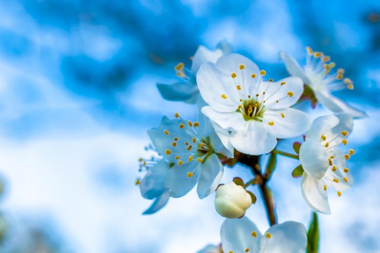 Free stock image of Blossoming plum against the blue sky created by Krzysztof Bubel
