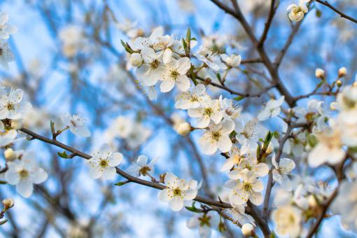 Blossoming plum against the blue sky - Free Stock Photo