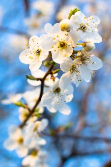 White Flowers Blossoming Against the Sky - Free Stock Photo
