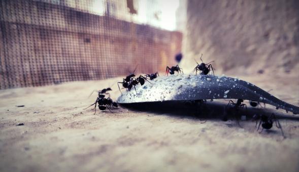 Black Ants - Free Stock Photo