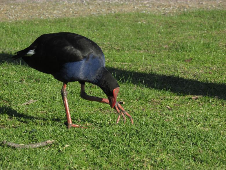 Free stock image of A wild bird walks on grass created by Michiru Maeda