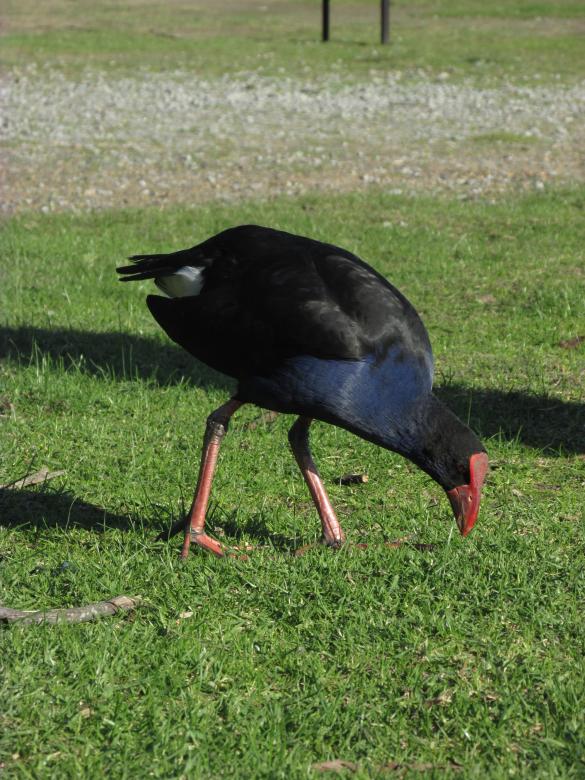 Free stock image of Wild black bird on grass created by Michiru Maeda