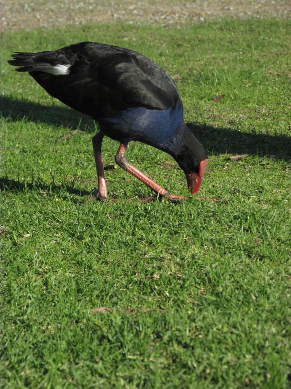 Free stock image of Wild bird on grass created by Michiru Maeda