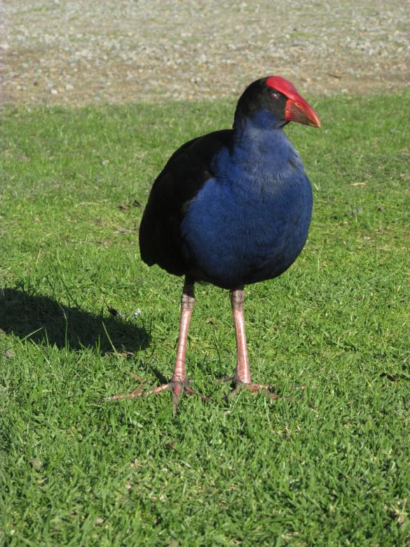Free stock image of Wild black bird created by Michiru Maeda