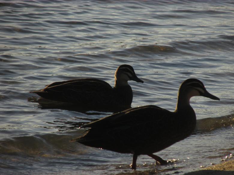 Free stock image of Water Wildlife - Ducks created by Michiru Maeda