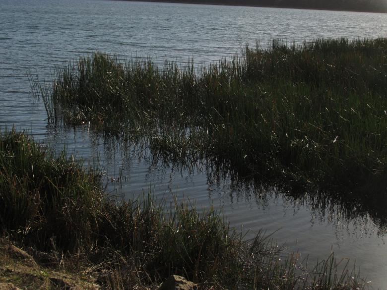 Free stock image of Grass at a lake created by Michiru Maeda