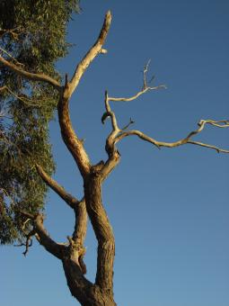Dead Tree Branches - Free Stock Photo