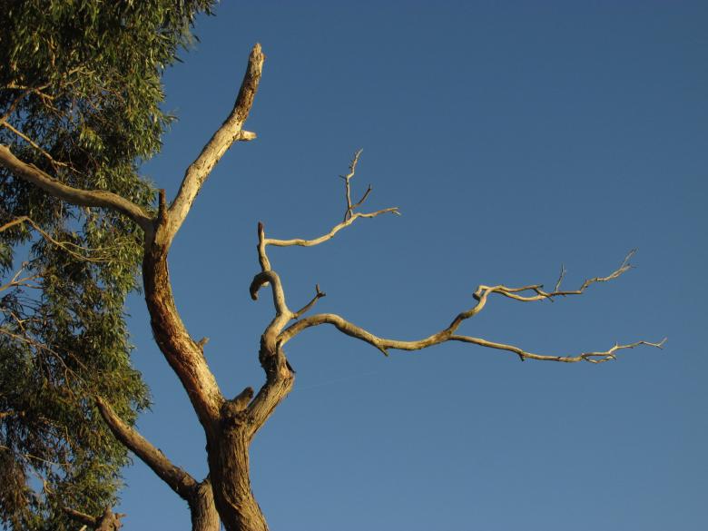 Free stock image of Dead Tree with Abstract Branches created by Michiru Maeda