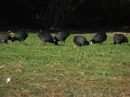 Free Stock Photo of Feeding Time - Black Birds