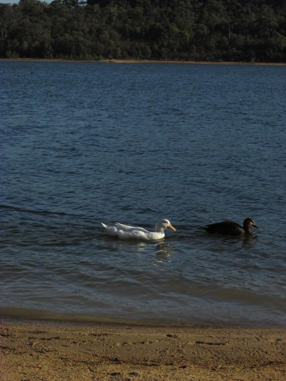 Free stock image of Water birds swimming created by Michiru Maeda