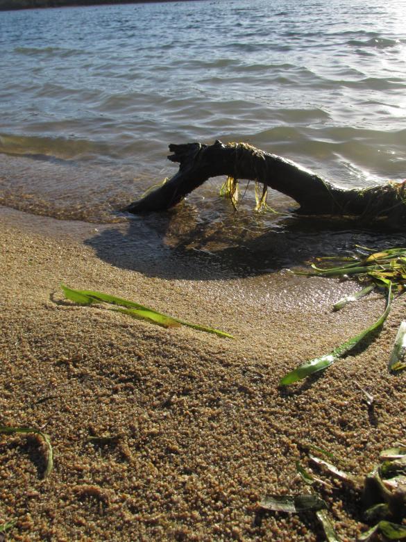 Free stock image of A tree branch at the shore created by Michiru Maeda