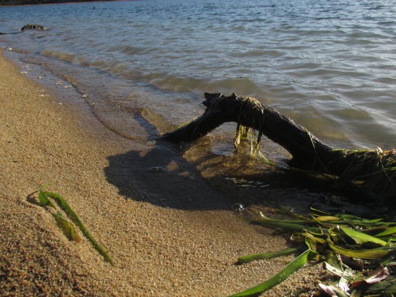 Free stock image of Driftwood on Beach created by Michiru Maeda