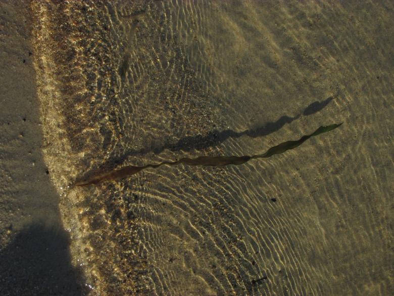 Free stock image of Calm lake water with seaweed created by Michiru Maeda