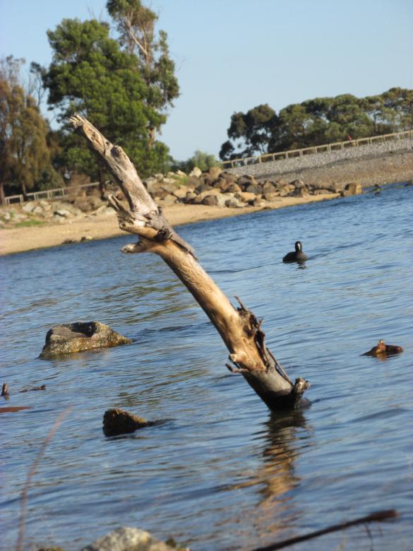Free stock image of Calm lake water and dead tree created by Michiru Maeda