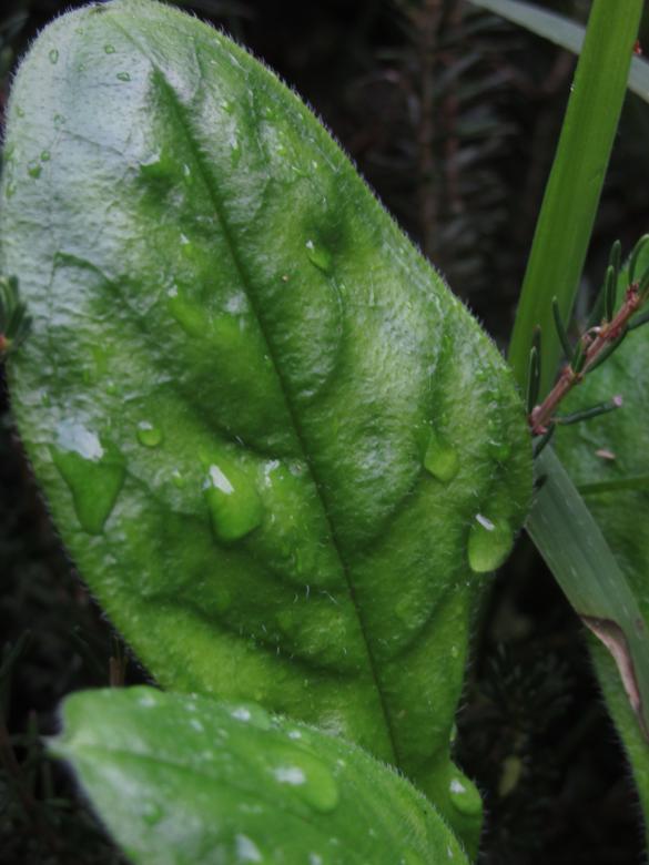 Free stock image of Water droplets on a leaf created by Michiru Maeda