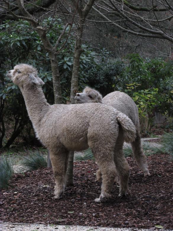 Free stock image of Farm animals in a park created by Michiru Maeda
