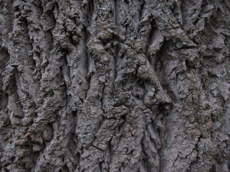 Free stock image of Tree Bark Closeup Texture created by Michiru Maeda