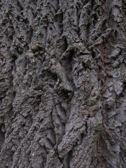 Rough Tree Bark - Free Stock Photo