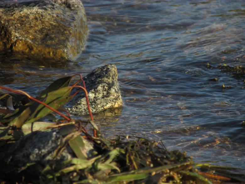 Free stock image of Seaweed and Rocks created by Michiru Maeda