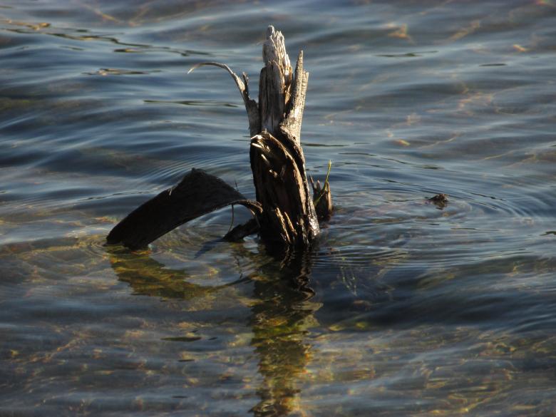 Free stock image of Tree Branch in Calm Lake Water created by Michiru Maeda