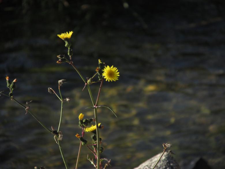 Free stock image of Yellow wildflower by the lake created by Michiru Maeda