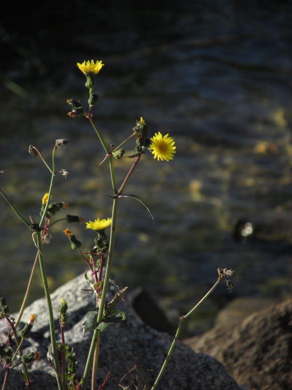 Free stock image of Yellow flowers by the lake created by Michiru Maeda