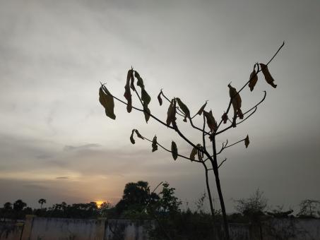 Sad Tree   - Free Stock Photo