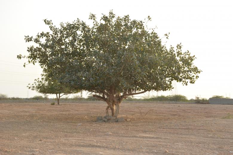 Free stock image of Big tree : center in ground created by abdul abid