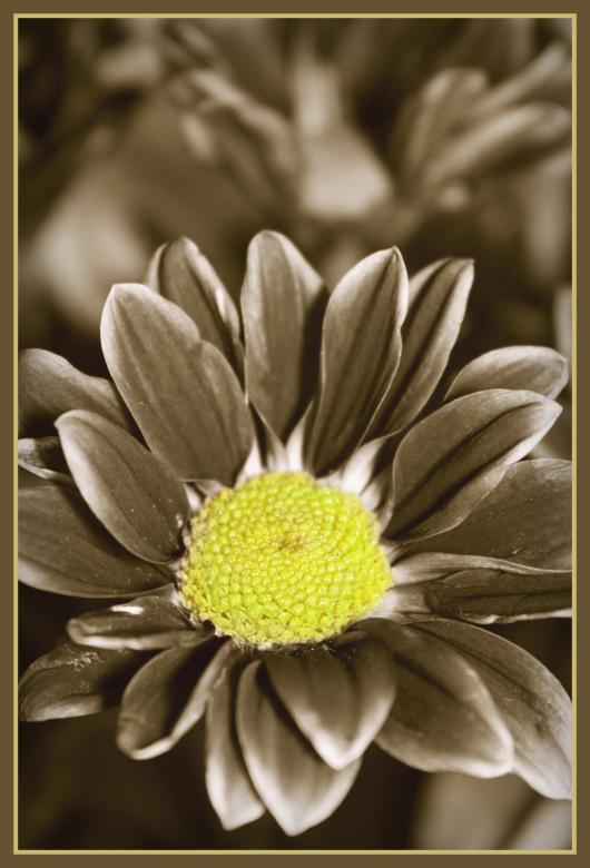 Free stock image of Chrysanthemum flower created by NomeVizualizzato
