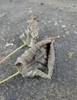 Dry dead leaves - Free Stock Photo