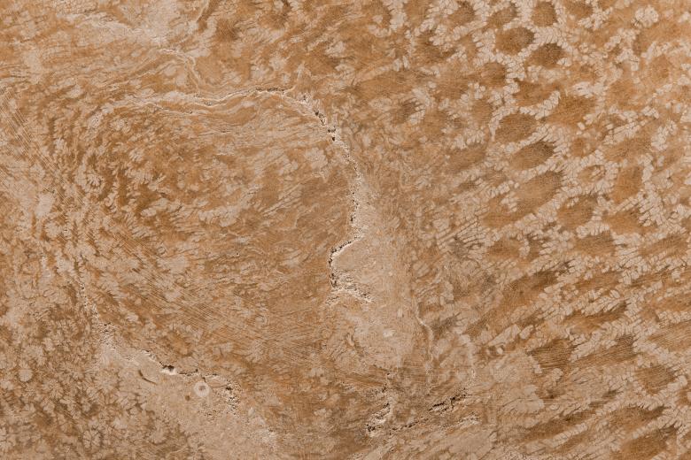 Free stock image of Coral Fossil Texture created by Nicolas Raymond