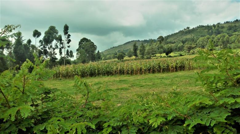 Free stock image of Green Farm created by Kosgei Timothy