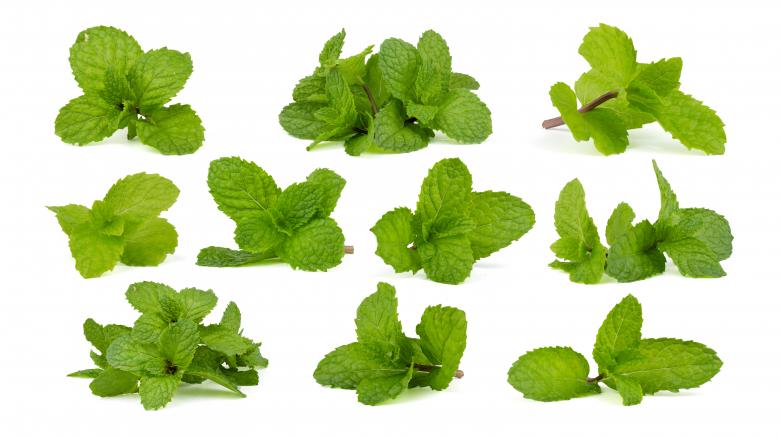 Free stock image of Mint Leaves created by Prasert Taosiri