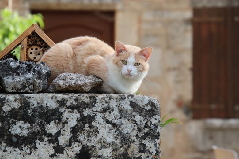 Free stock image of Cat on a big stone created by GAIMARD Jacques