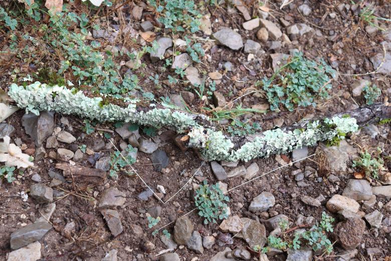 Free stock image of Lichen on tree branch created by GAIMARD Jacques
