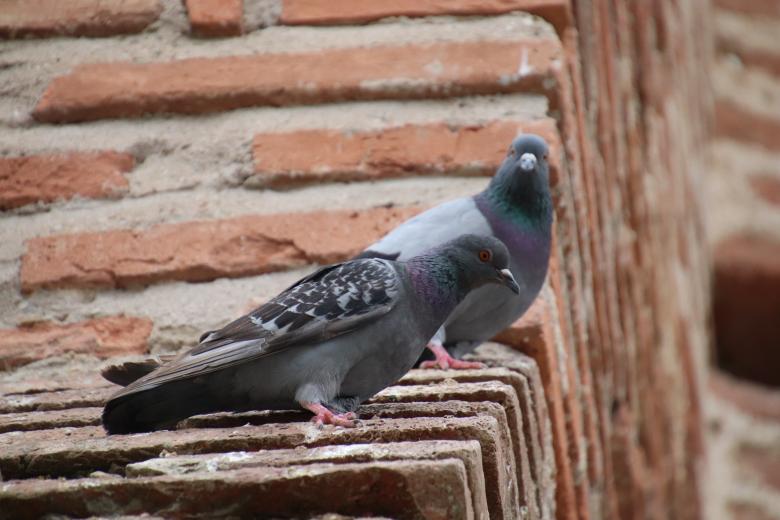 Free stock image of Pigeons on a brick wall created by GAIMARD Jacques