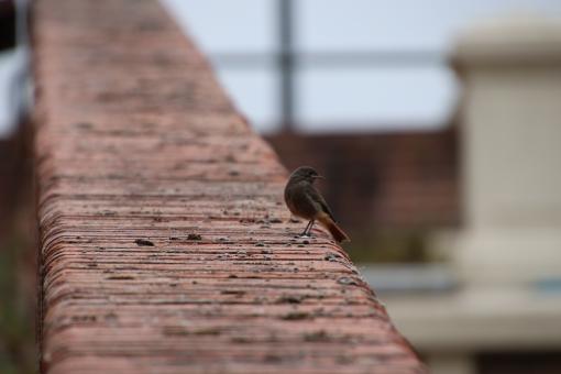 Red tail on a brick wall - Free Stock Photo