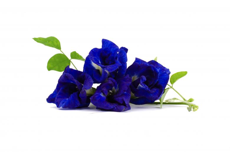 Free stock image of Blue Butterfly Pea created by Prasert Taosiri